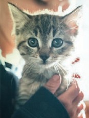 Adorable gray kitten