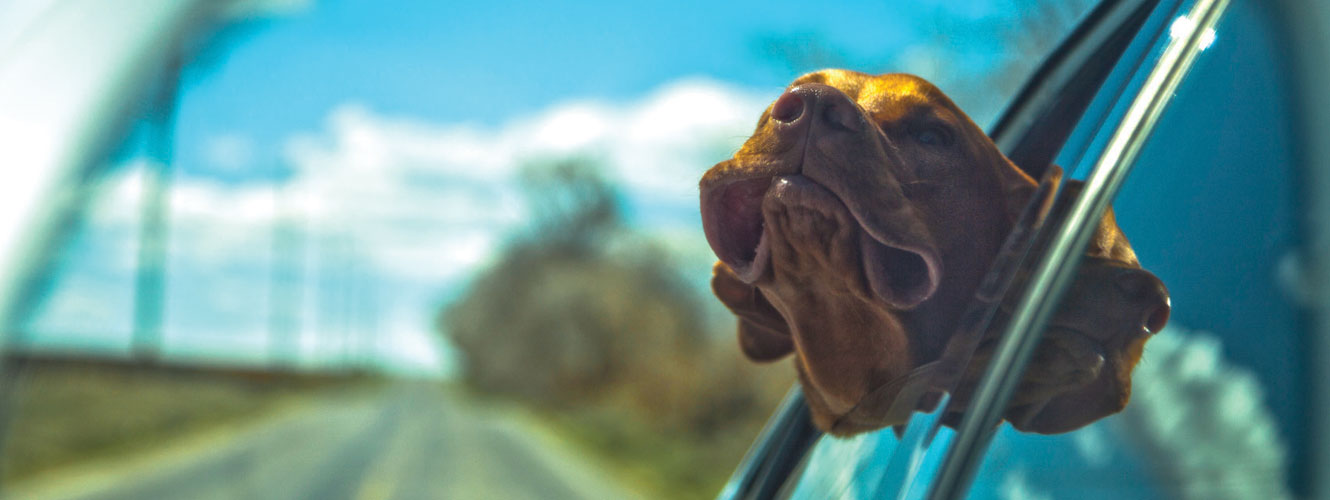 Dog out of car window photo 